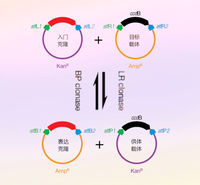 pTOPO-TA Simple  Cloning Kit