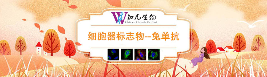 细胞器标志物抗体.jpg