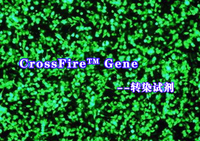 CrossFire™Gene-转染试剂