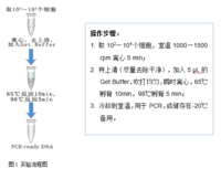 GenomeGet™Kit（100rxns）-基因组提取扩增试剂盒