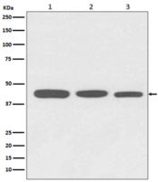 Actin Antibody