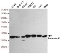 Annexin A1 Mouse mAb