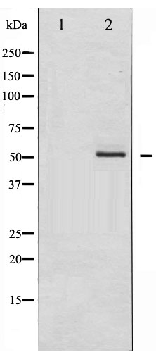 Phospho Hdac Ser Antibody L