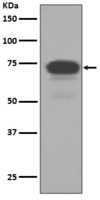 5T4 Antibody