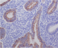 AGR2 Antibody