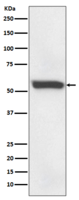 ABCG2 Antibody
