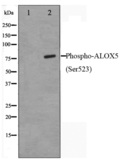 Phospho-ALOX5(Ser523) Antibody