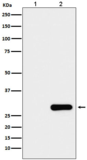GFP-Tag Mouse Monoclonal Antibody