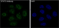 STAT3 Antibody