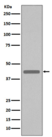 VSV-G-tag Antibody