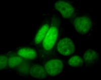 Green live-cell nucleic acid stain（绿色活细胞核酸染料）
