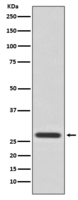 14-3-3 Theta Antibody