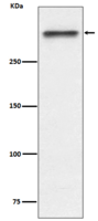 53BP1 Antibody