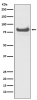 TNFAIP3 Antibody