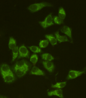 AIF Mouse mAb