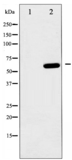 Phospho-AMPK1 (Ser485) Antibody