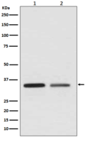 WNT2 Antibody