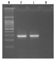 GenomeGet™Kit（50rxns）-基因组提取扩增试剂盒