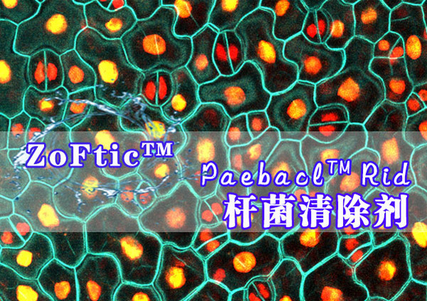 Paebacl™Rid-杆菌去除剂
