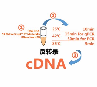 5X Script™ RT MasterMix（100rxns）一管式逆转录试剂盒