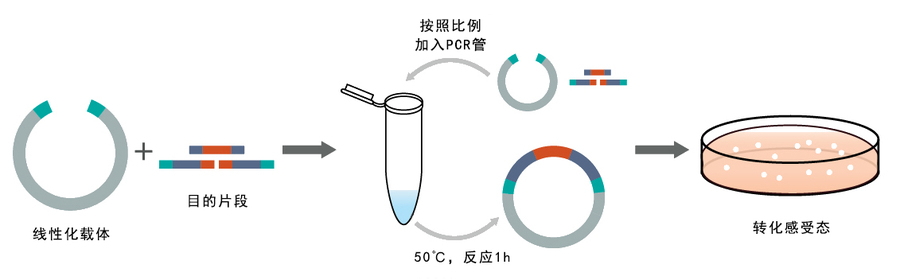 perfect cloning kit(100 reactions)-无缝克隆试剂盒