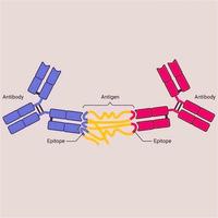 Recombinant anti-BDNF mAb（Capture）