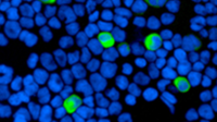 DAPI（活细胞和固定细胞染色液），即用型