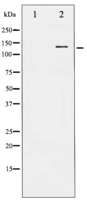 Phospho-Amyloid beta A4 (Thr743/668) Antibody