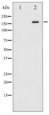 Phospho-ASK1 (Ser966) Antibody