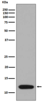S100A4 Antibody