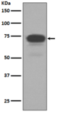 5T4 Antibody