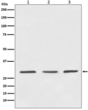 14-3-3 Antibody