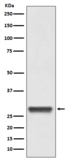 14-3-3 Antibody