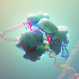 Cas9核酸内切酶