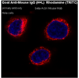 Goat Anti-Mouse IgG (H+L) Rhodamine (TRITC)