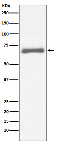 AFP Antibody - 知凡生物-科研试剂 l 官网