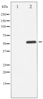 Phospho-ATF2 (Thr69 or 51) Antibody