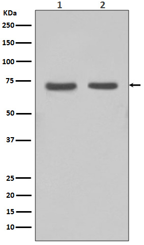 FUBP1 (W17) Rabbit mAb