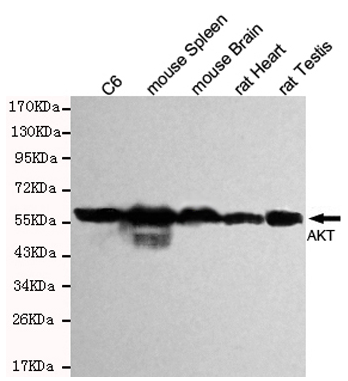 akt(pan) mouse mab - zfdows bio-知凡生物