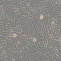 ACHN(人肾细胞腺癌细胞，STR)