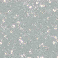 786-0(人肾透明细胞腺癌细胞，STR)