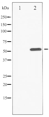 Phospho-ATF2 (Thr73 or 55) Antibody