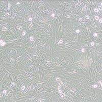 A2058(人黑色素瘤细胞，STR)