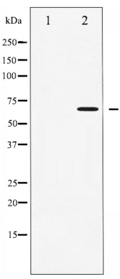 Phospho-AMPK alpha (Thr172) Antibody