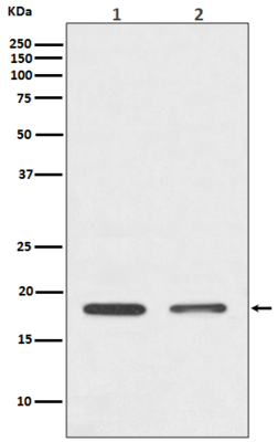 Histone H3 Rabbit Antibody