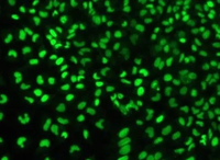 SYTO 9 Green Nucleic Acid Stain（SYTO9 绿色荧光核酸染色液）