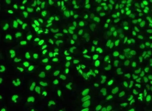 SYTO 9 Green Nucleic Acid Stain（SYTO9 绿色荧光核酸染色液）