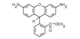 Dihydrorhodamine 123（线粒体，二氢罗丹明 123）