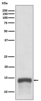 S100A9 Antibody