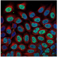 beta Tubulin Mouse Monoclonal Antibody